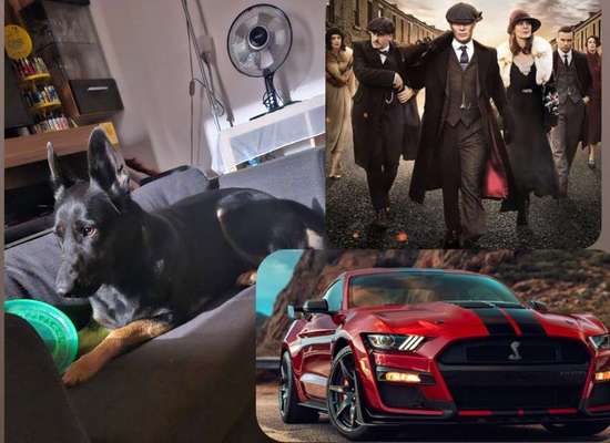 Wie heißt dein Hund?-Beitrag-Bild