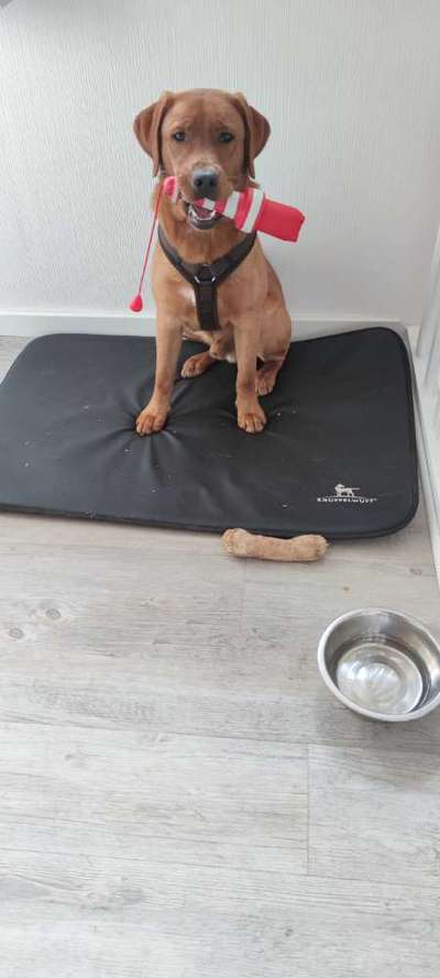 Labradorfans-Beitrag-Bild