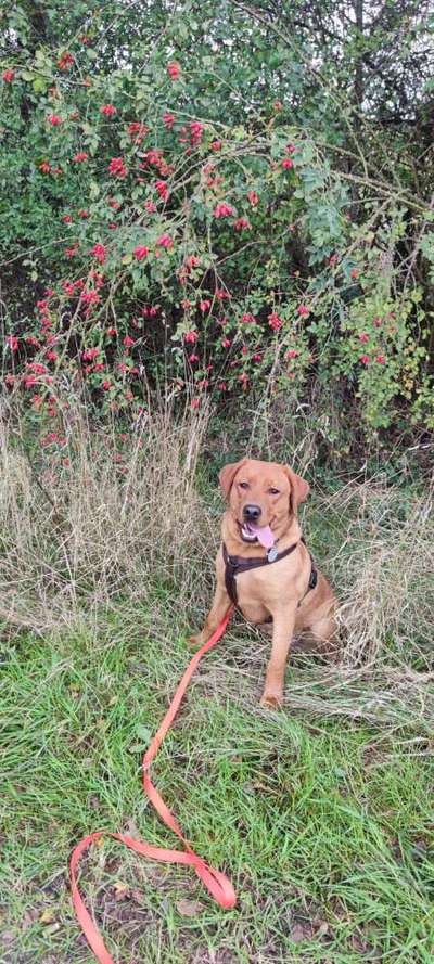 Labradorfans-Beitrag-Bild