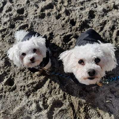 Hundetreffen-Spielkameraden gesucht-Bild