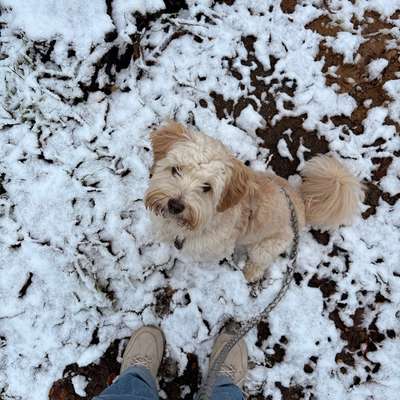 Hundetreffen-Spieltreffen-Bild