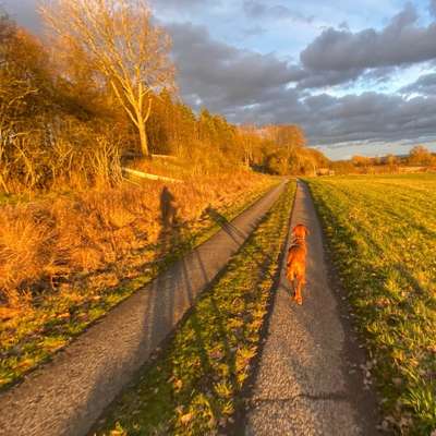 Hundetreffen-Kilometer machen mit Hund und Fahrrad-Bild