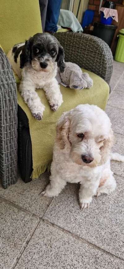 Cockerpoo (Englischer Cockerspaniel +Pudel)-Beitrag-Bild