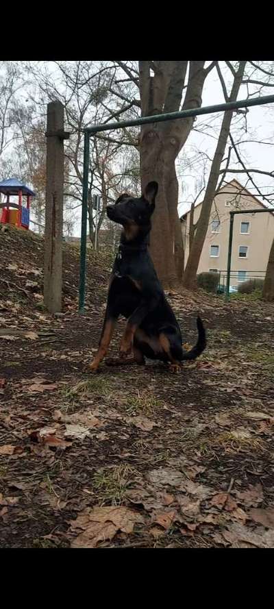 Dogorama Photo Challenge - Tricks, Tricks & Tricks!-Beitrag-Bild