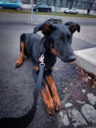 Hundetreffen-Treffen zum Gassi gehen und zum Spielen in Nordhausen-Bild