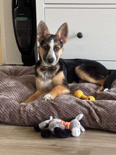 Mischlinge raten - Rätselspaß-Beitrag-Bild