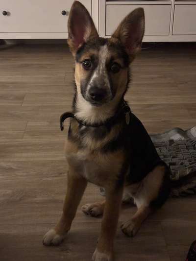 Schäferhund-Beitrag-Bild