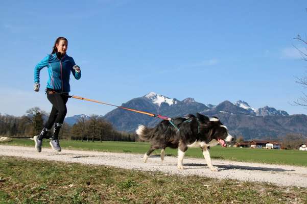 Giftköder-Training für den Zughundesport-Bild