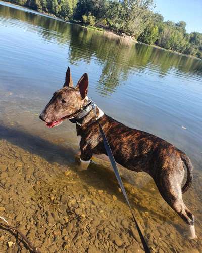 Dogorama-Monats-Challenge-Mai "Wasser"-Beitrag-Bild