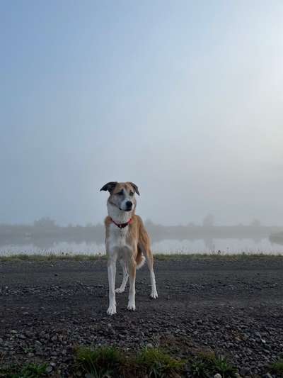 Auslandstierschutz-Beitrag-Bild