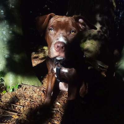 Foto -Challenge  Thema : Dein Hund Im Wald-Beitrag-Bild