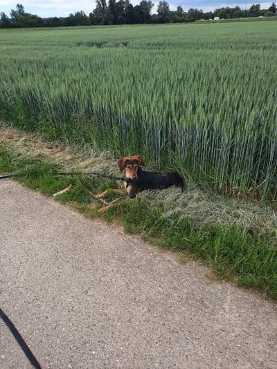 Hundetreffen-Kennenlern Treffen-Bild