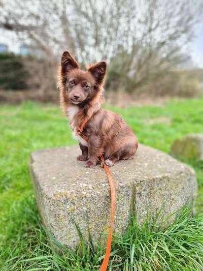 Wo sind die Chihuahua Besitzer ?-Beitrag-Bild