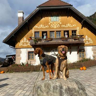 Hundetreffen-Gemeinsame Spiel- und Gassitreffen-Bild