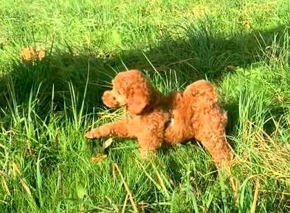 Fotosammlung: ,,Der natürliche Hund" Unbearbeitet, ungestellt und in Natura-Beitrag-Bild