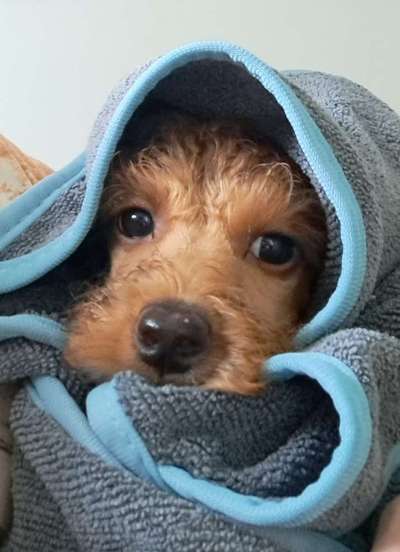 Alles rund um den Pudel-Beitrag-Bild