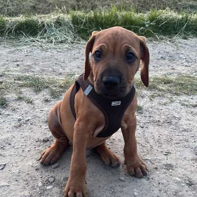 Hundetreffen-Welpen/Junghund Spaziergang-Bild