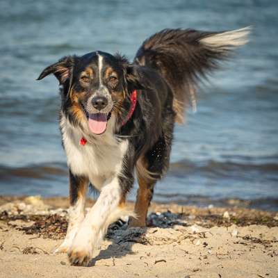 Hundetreffen-Spielkamerad*in für Willi gesucht-Bild