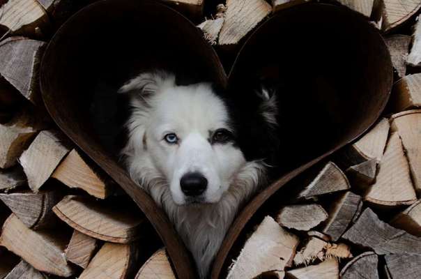 Dogorama Photo Challenge - Be my valentine-Beitrag-Bild