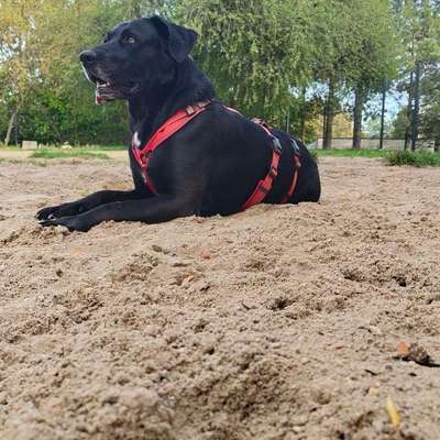 Hundetreffen-Gemeinsame Spaziergänge in Bautzen-Bild