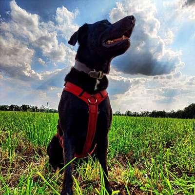 Hundetreffen-Wandern mit Hund und Bunker anschauen-Bild