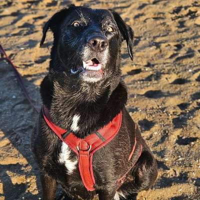 Hundetreffen-Treffen für gemeinsame Spaziergänge-Bild