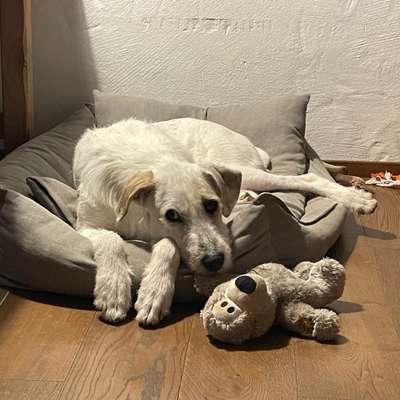 Hundetreffen-Hundebegegnung Training/ Spaziergang-Bild