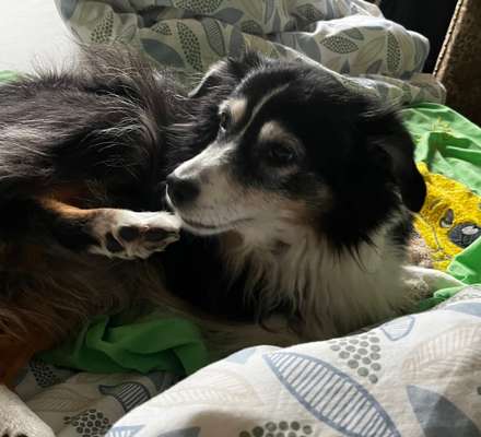 Darf der Hund bei Euch im Bett schlafen?-Beitrag-Bild