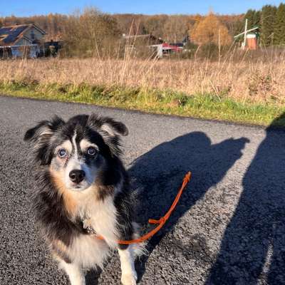 Alter 
Bailey aus dem Tierschutz-Beitrag-Bild