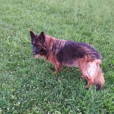 Hundetreffen-Grafing