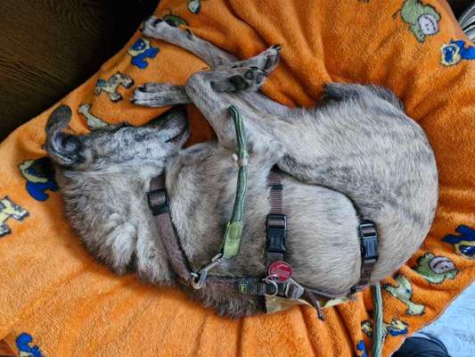 Hund mit Sicherheitsgeschirr und Hausleine schlafen lassen?-Beitrag-Bild