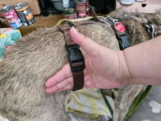 Hund mit Sicherheitsgeschirr und Hausleine schlafen lassen?-Beitrag-Bild