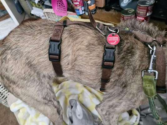 Hund mit Sicherheitsgeschirr und Hausleine schlafen lassen?-Beitrag-Bild