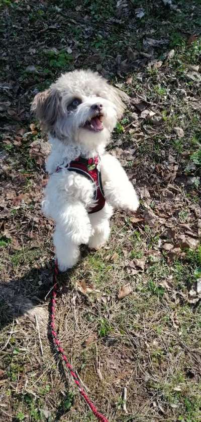 45. Handy - Foto - Challenge-Beitrag-Bild