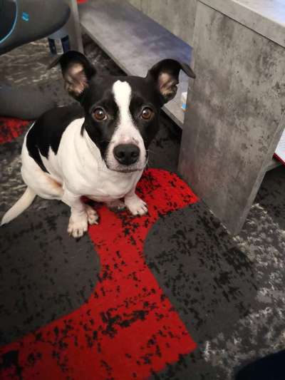 Jack Russel-Beitrag-Bild