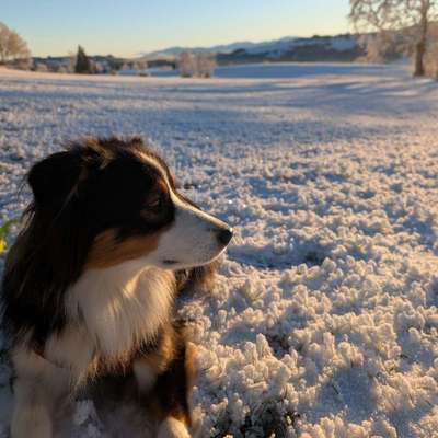 Hundetreffen-Lola und ich sind neu hier und suchen passende Hunde für Gassirunden, Hundesport, Spielrunden,....-Bild
