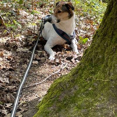 Hundetreffen-Hülser Berg oder Forstwald Treffen-Bild