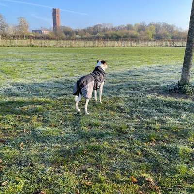 Hundetreffen-Hundewiese am Wasserturm-Bild