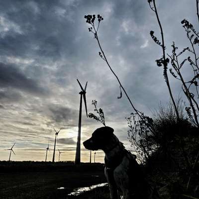 Hundeauslaufgebiet-Windpark Eggelingen Toquardt-Bild