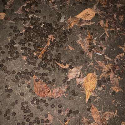 Giftköder-Möglicher Giftköder-Bild