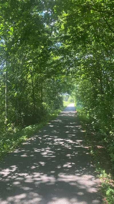 Hundetreffen-Hunde community-Bild