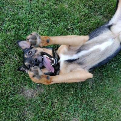 Hundetreffen-Social Walk und Aktivitäten Gruppe-Bild