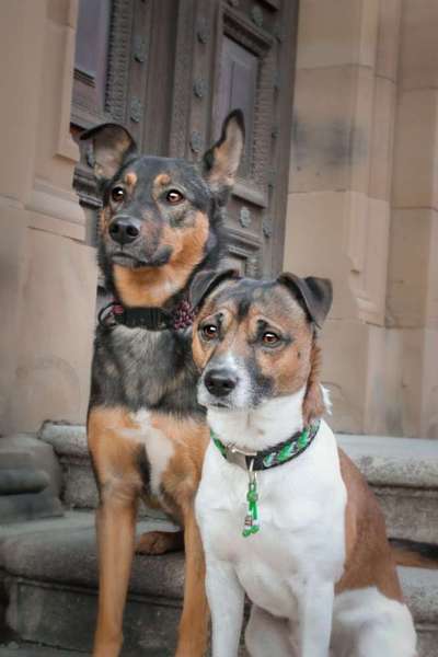 Hundetreffen-Gassi ohne spielen-Bild