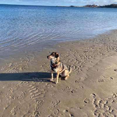 Hundetreffen-Spielpartner gesucht-Bild