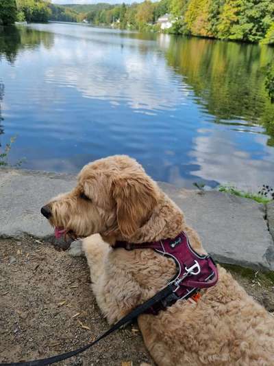 156. Fotochallenge *** DEIN HUND UND DIE WUNDERSCHÖNEN WOLKEN ***-Beitrag-Bild