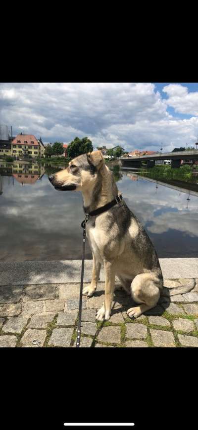 Kangal Fans ! ! ! !-Beitrag-Bild