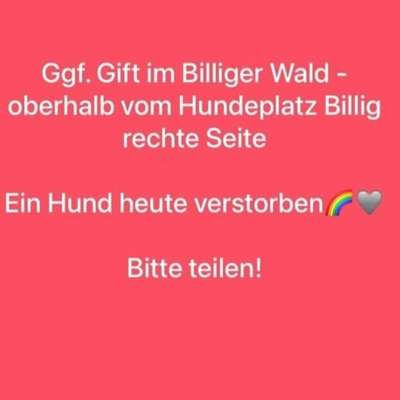 Giftköder-Ggf. Gift im Billiger Wald-Bild