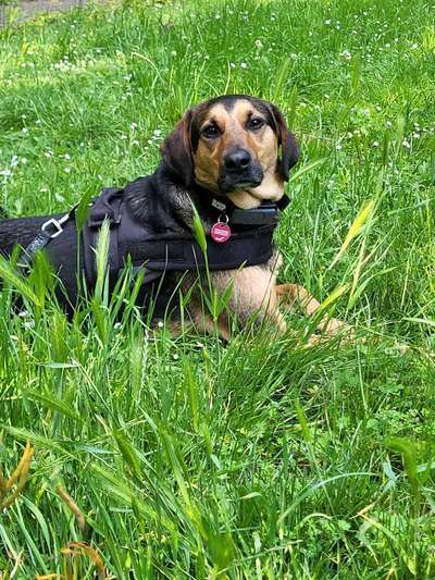 Wie kamst du zu deinem Hund?-Beitrag-Bild