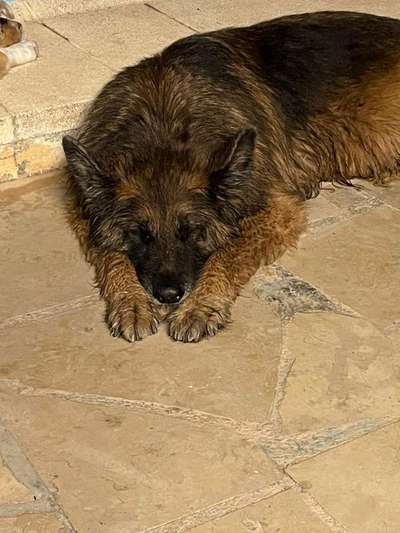 Unsere Fellnasen im Regenbogenland-Beitrag-Bild