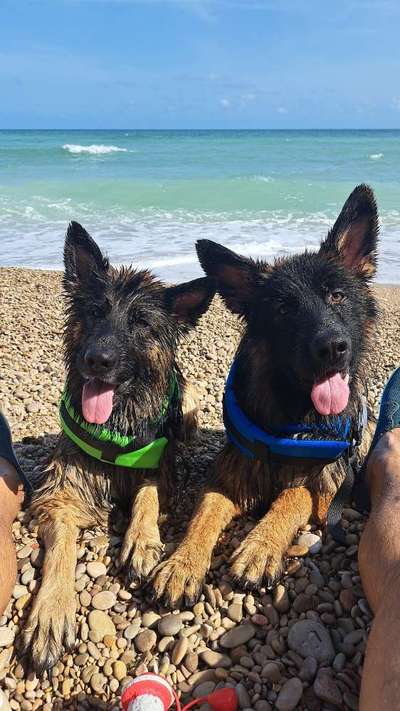 Urlaub mit Hund - Hat jemand Empfehlungen?-Beitrag-Bild